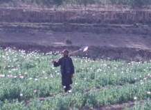 Poppy field, Zabul, Afghanistan 2006